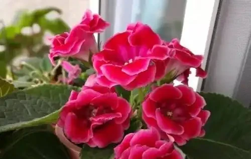 家裡光照不足,建議養這10種「耐陰花」,有點散光就能長得很美