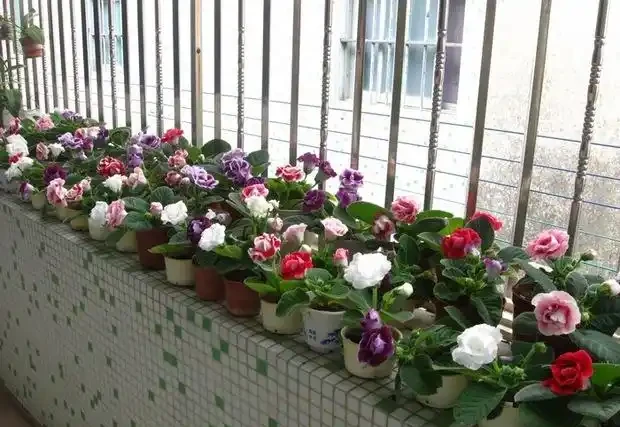 家裡光照不足,建議養這10種「耐陰花」,有點散光就能長得很美