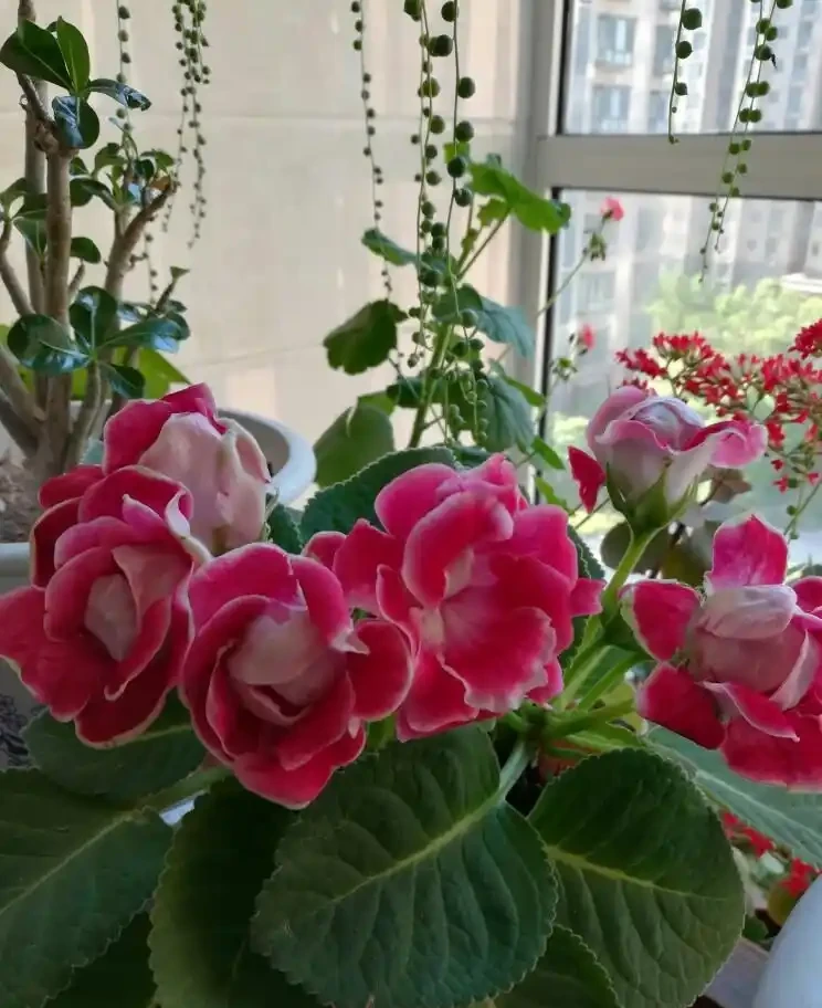 家裡光照不足,建議養這10種「耐陰花」,有點散光就能長得很美