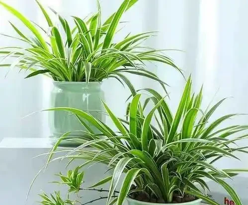 家裡光照不足,建議養這10種「耐陰花」,有點散光就能長得很美