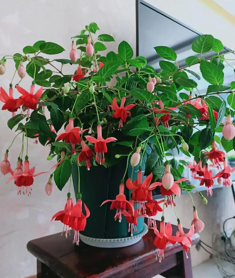 家裡光照不足,建議養這10種「耐陰花」,有點散光就能長得很美