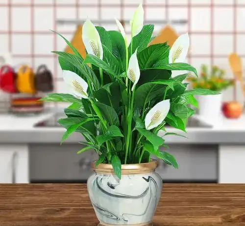 家裡光照不足,建議養這10種「耐陰花」,有點散光就能長得很美