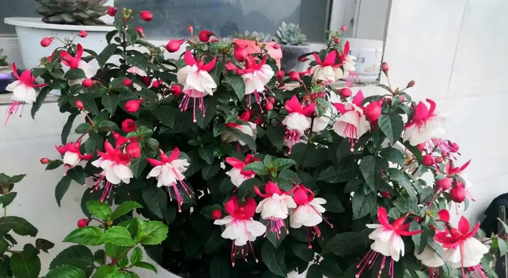 家裡光照不足,建議養這10種「耐陰花」,有點散光就能長得很美
