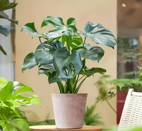 家裡光照不足,建議養這10種「耐陰花」,有點散光就能長得很美