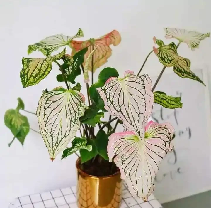 家裡光照不足,建議養這10種「耐陰花」,有點散光就能長得很美