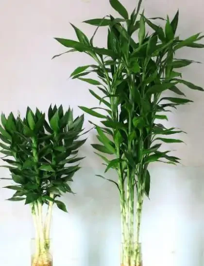 10款漂亮的耐陰花,家裡採光不好也照樣滿盆,貴氣好養寓意吉祥