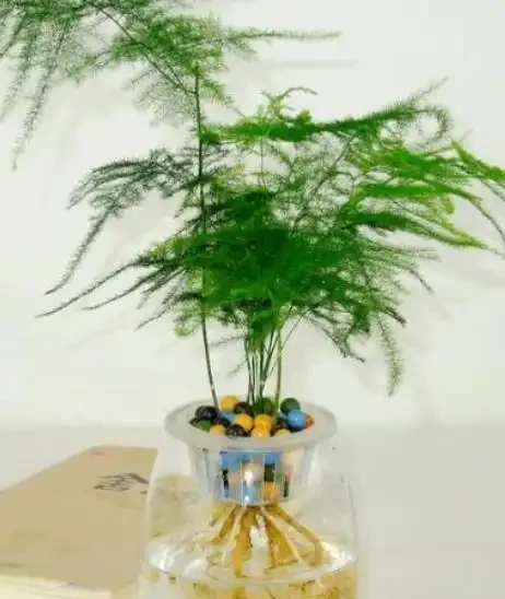 10款漂亮的耐陰花,家裡採光不好也照樣滿盆,貴氣好養寓意吉祥