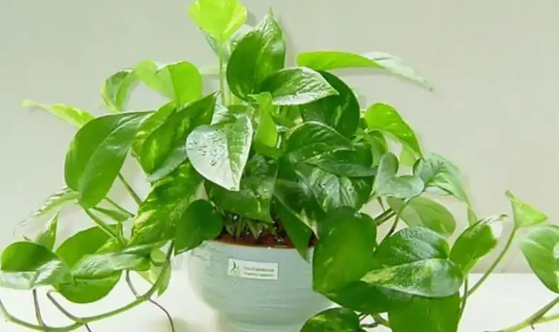 10款漂亮的耐陰花,家裡採光不好也照樣滿盆,貴氣好養寓意吉祥