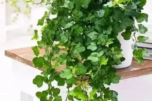 10款漂亮的耐陰花，家裡採光不好也照樣滿盆，貴氣好養寓意吉祥