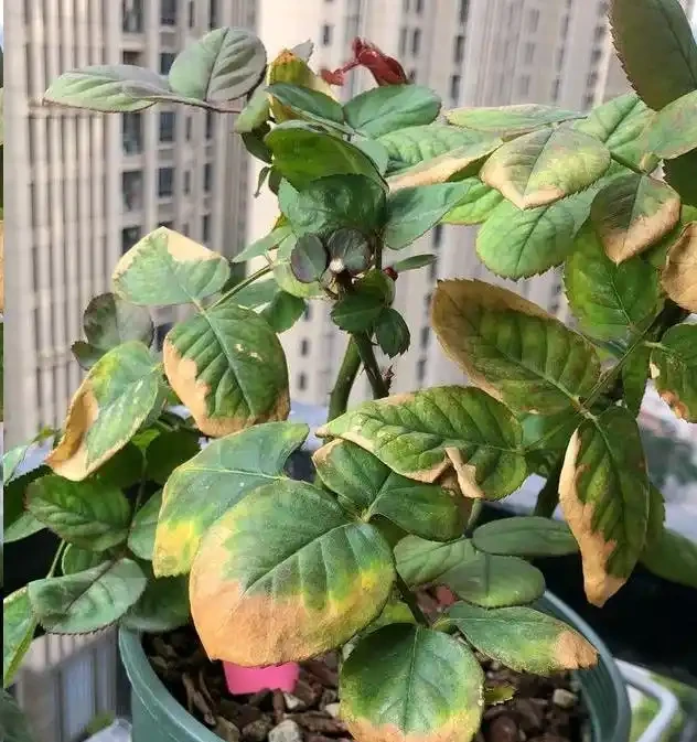盆栽植物為什麼會經常出現葉尖乾枯？花卉燒葉常見5大常見原因