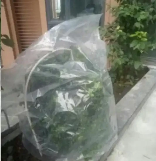 盆栽植物為什麼會經常出現葉尖乾枯？花卉燒葉常見5大常見原因