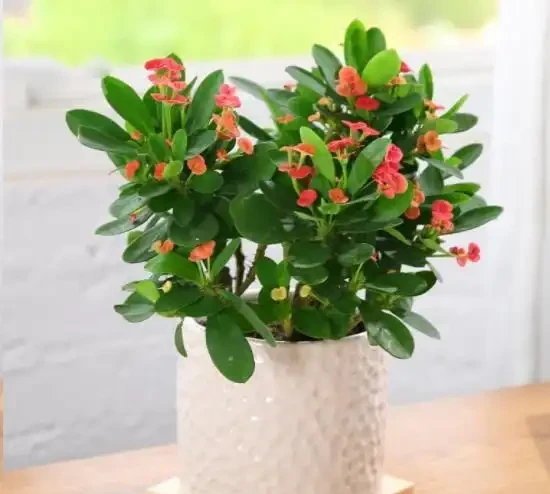 盆栽植物為什麼會經常出現葉尖乾枯？花卉燒葉常見5大常見原因