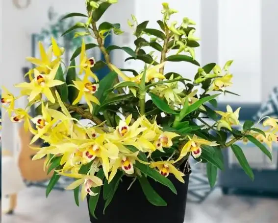 盆栽植物為什麼會經常出現葉尖乾枯？花卉燒葉常見5大常見原因