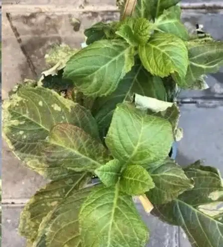 盆栽植物為什麼會經常出現葉尖乾枯？花卉燒葉常見5大常見原因