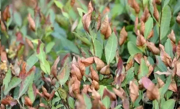 盆栽植物為什麼會經常出現葉尖乾枯？花卉燒葉常見5大常見原因