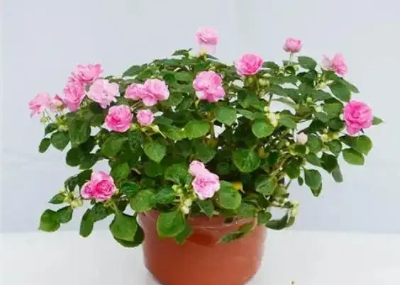 盆栽植物為什麼會經常出現葉尖乾枯？花卉燒葉常見5大常見原因