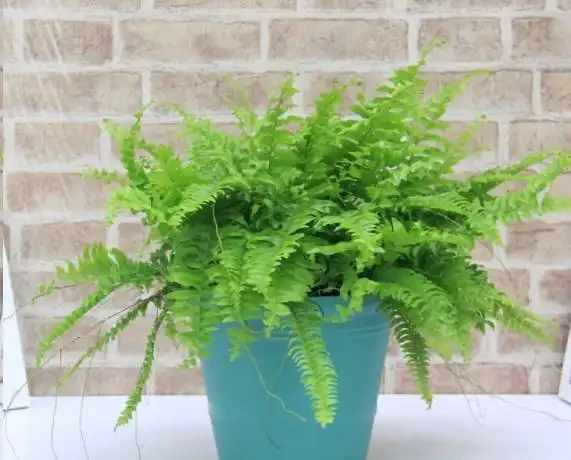 盆栽植物為什麼會經常出現葉尖乾枯？花卉燒葉常見5大常見原因