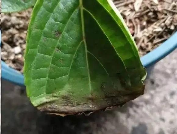 盆栽植物為什麼會經常出現葉尖乾枯？花卉燒葉常見5大常見原因