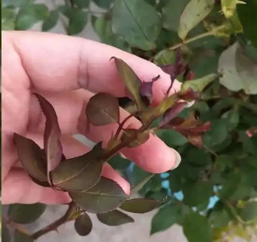盆栽植物為什麼會經常出現葉尖乾枯？花卉燒葉常見5大常見原因