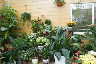盆栽植物為什麼會經常出現葉尖乾枯？花卉燒葉常見5大常見原因
