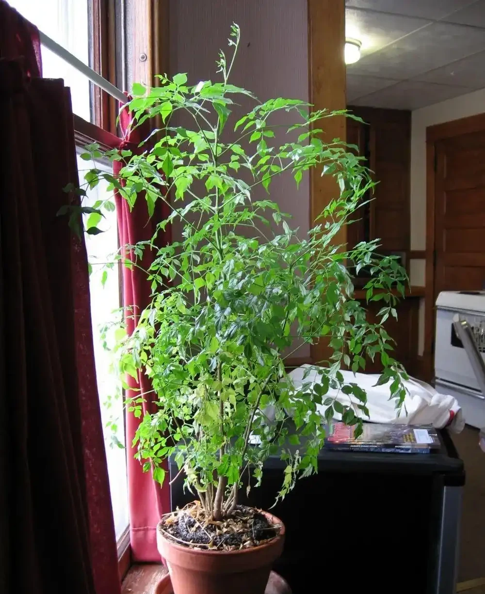 家裡的幸福樹總是黃葉掉葉,葉子容易發黑,教你幾招養好它
