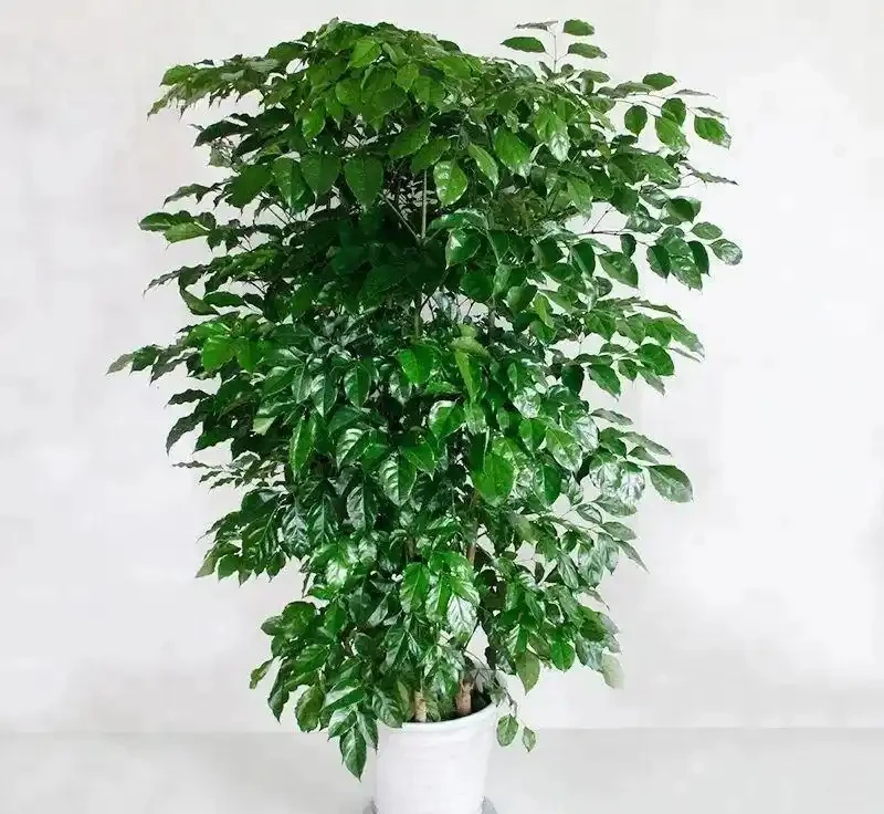家裡的幸福樹總是黃葉掉葉,葉子容易發黑,教你幾招養好它
