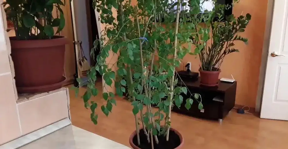 家裡的幸福樹總是黃葉掉葉,葉子容易發黑,教你幾招養好它