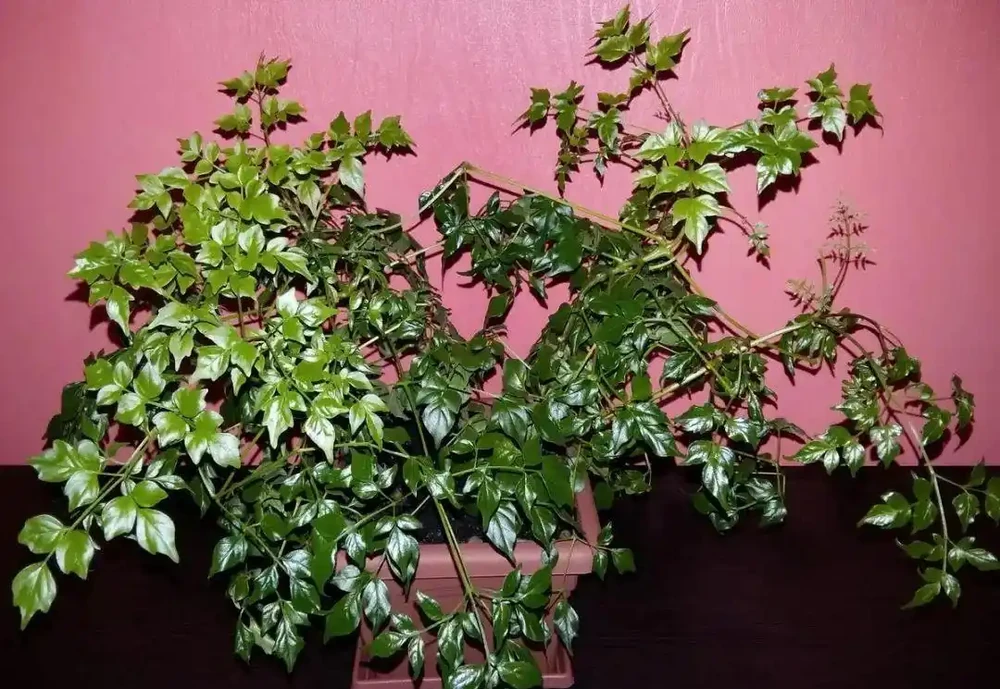 家裡的幸福樹總是黃葉掉葉,葉子容易發黑,教你幾招養好它