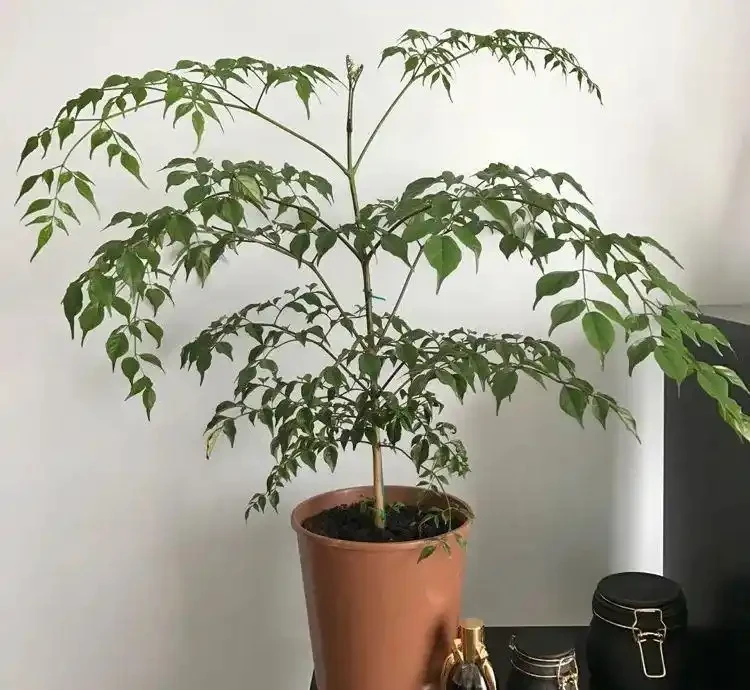 家裡的幸福樹總是黃葉掉葉,葉子容易發黑,教你幾招養好它
