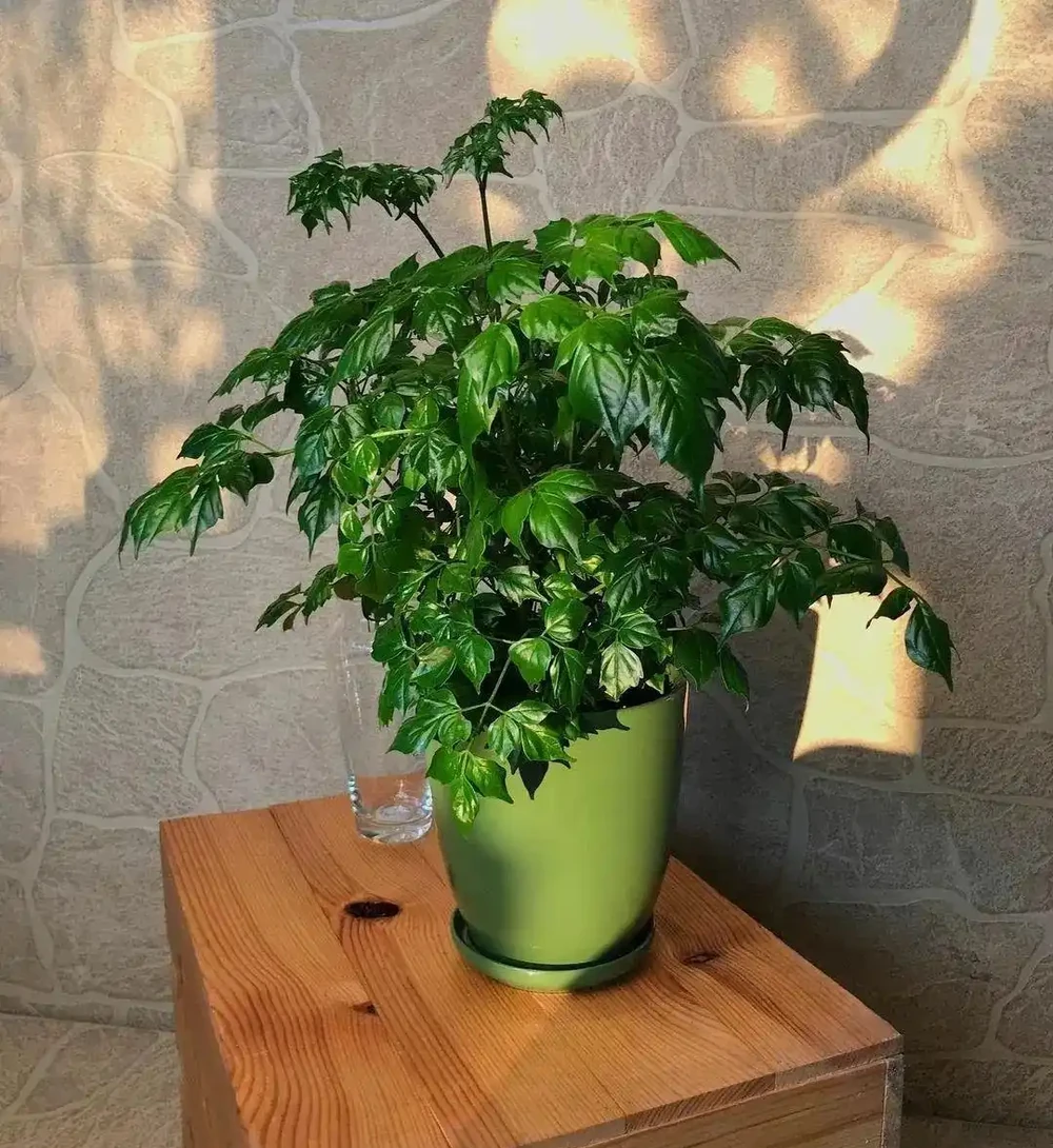 家裡的幸福樹總是黃葉掉葉,葉子容易發黑,教你幾招養好它