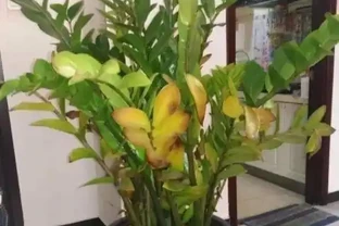 雪鐵芋黃葉不要怕，趕緊「剪」，老苗發新芽，還能多出幾盆小苗