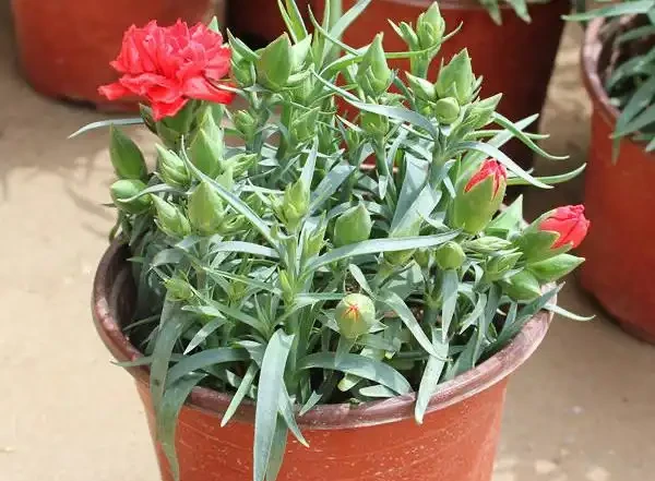 花量好大的一種花,養護簡單,耐寒耐熱,輕鬆開出百朵花