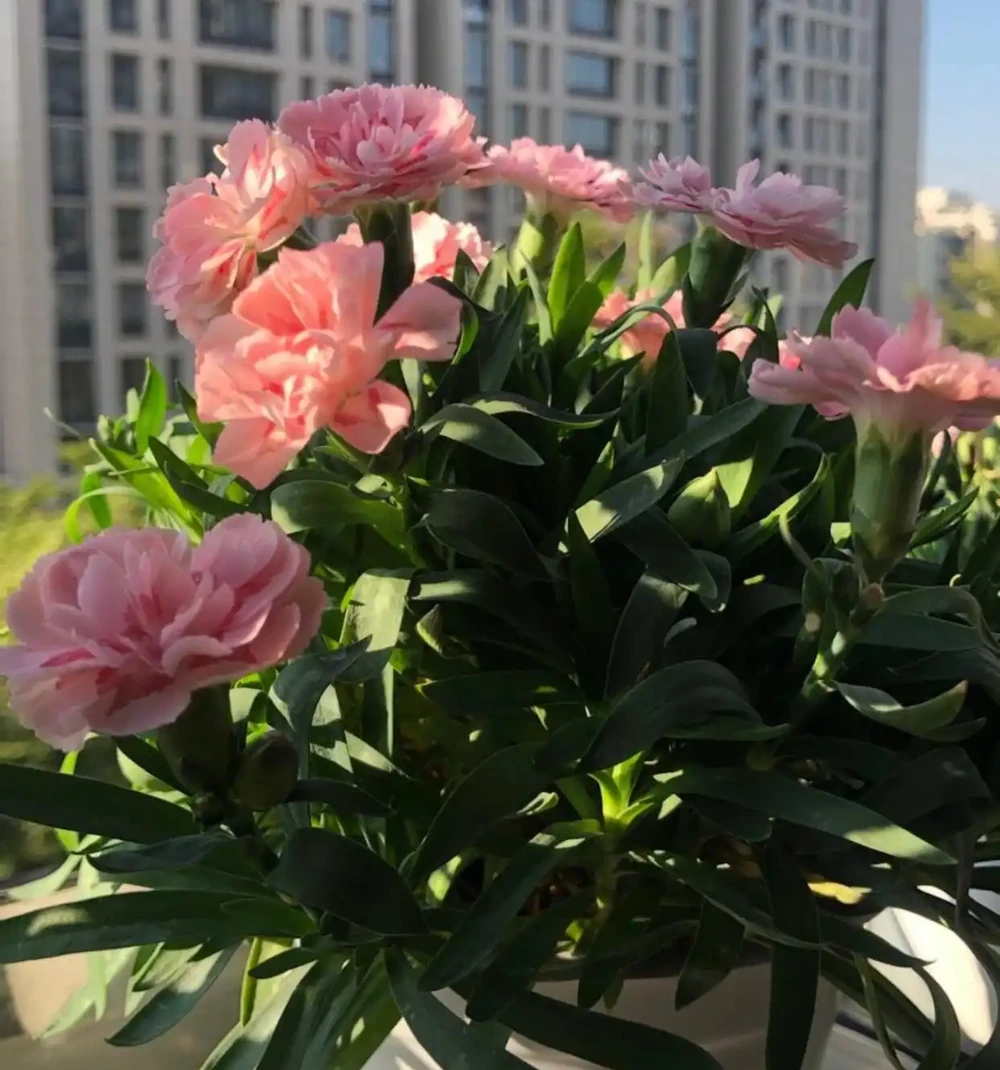 花量好大的一種花,養護簡單,耐寒耐熱,輕鬆開出百朵花