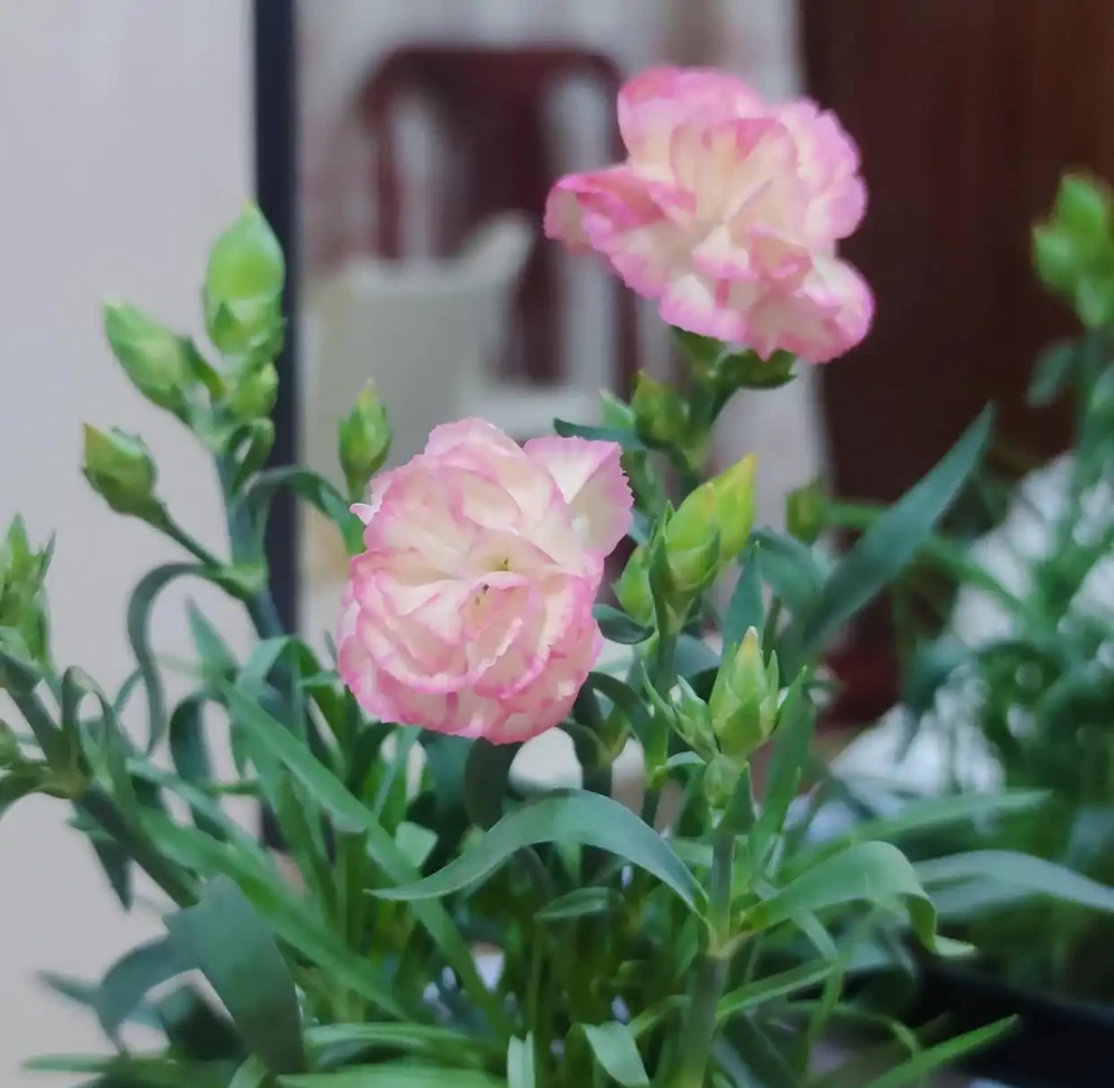 花量好大的一種花,養護簡單,耐寒耐熱,輕鬆開出百朵花