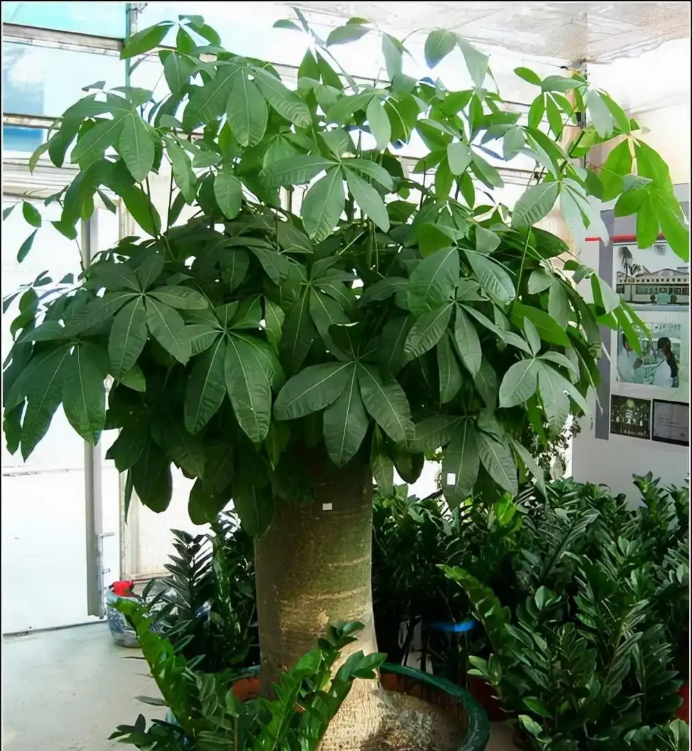 8種「招財樹」,養在客廳裡,高大筆挺,威武又氣派,招財又旺宅