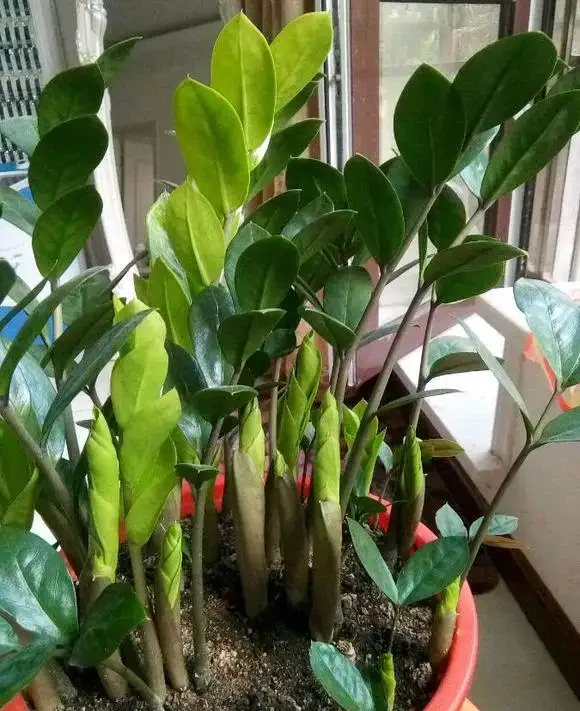 8種「招財樹」,養在客廳裡,高大筆挺,威武又氣派,招財又旺宅