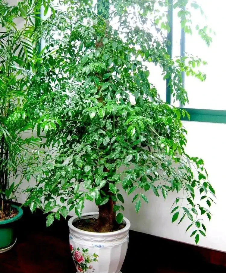 8種「招財樹」,養在客廳裡,高大筆挺,威武又氣派,招財又旺宅