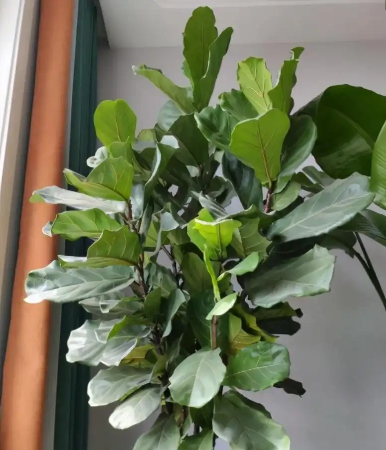 8種「招財樹」,養在客廳裡,高大筆挺,威武又氣派,招財又旺宅