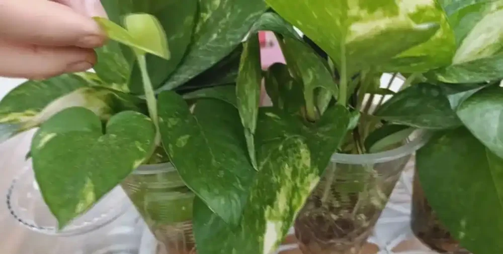 黃金葛快速水耕插枝繁殖,兩週培育出清新的水耕綠植