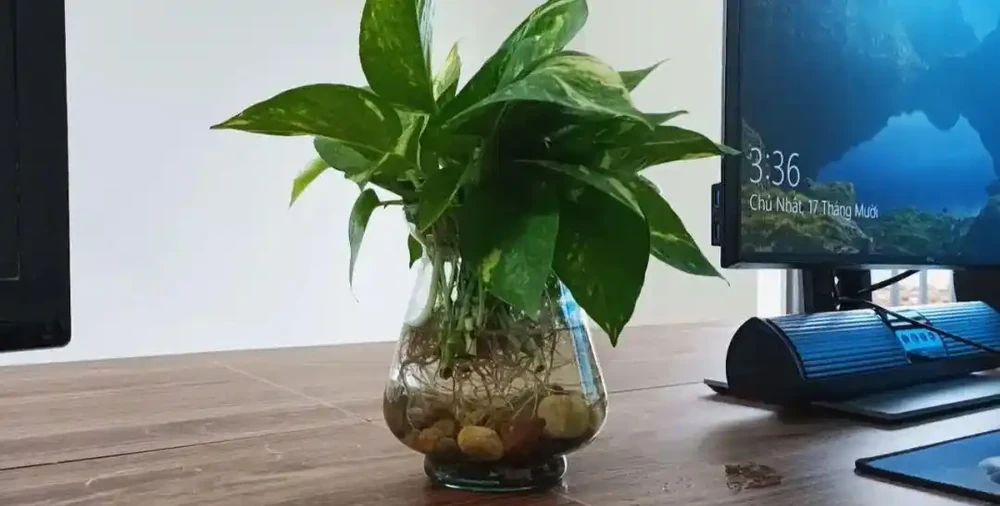 黃金葛快速水耕插枝繁殖,兩週培育出清新的水耕綠植