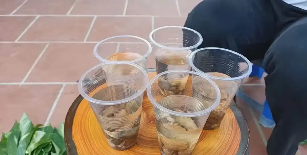 黃金葛快速水耕插枝繁殖,兩週培育出清新的水耕綠植