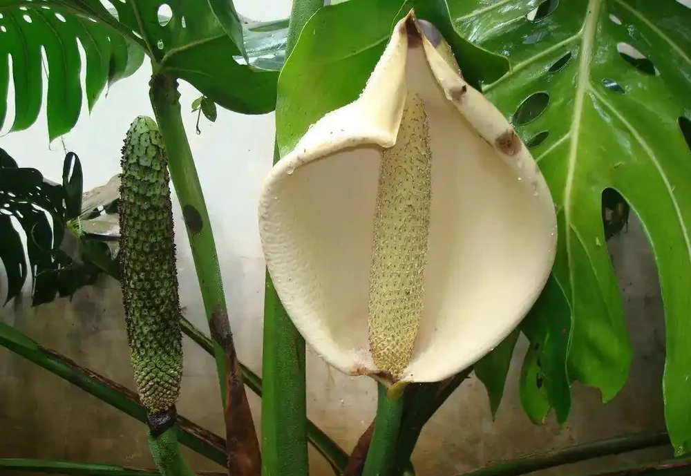 終於知道龜背芋為啥也叫「蓬萊蕉」,原來它的果實能媲美香蕉