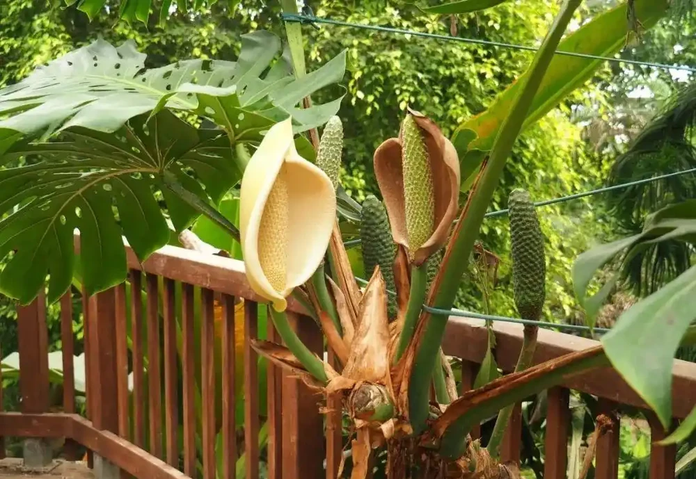 終於知道龜背芋為啥也叫「蓬萊蕉」,原來它的果實能媲美香蕉