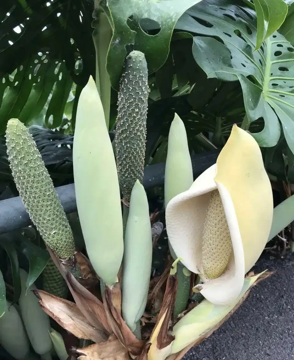 終於知道龜背芋為啥也叫「蓬萊蕉」,原來它的果實能媲美香蕉