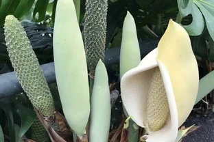 終於知道龜背芋為啥也叫「蓬萊蕉」，原來它的果實能媲美香蕉