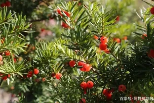 誰說北方少有珍貴樹種？8大樹木品種，有苗就買來種，成材前景好