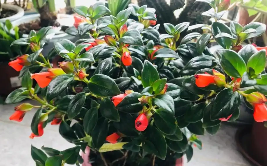 盤點18種四季開花植物,只要一個「條件」合適,就能全年花開不斷