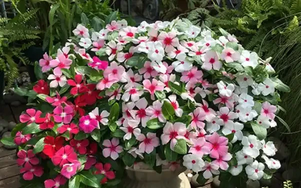 盤點18種四季開花植物,只要一個「條件」合適,就能全年花開不斷