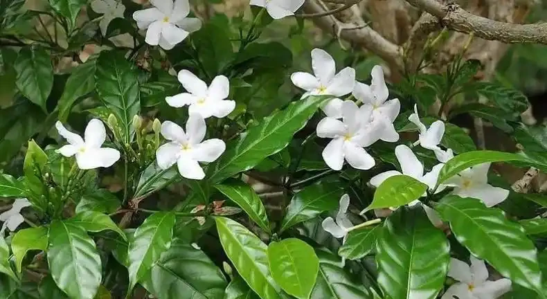 盤點18種四季開花植物,只要一個「條件」合適,就能全年花開不斷