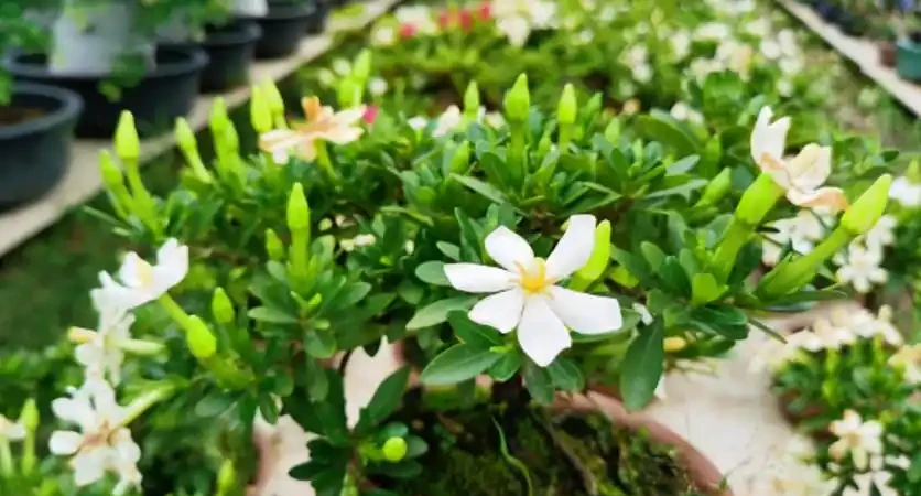 盤點18種四季開花植物,只要一個「條件」合適,就能全年花開不斷
